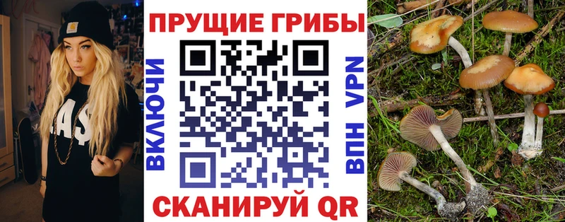 наркота блэк спрут как войти Псилоцибиновые грибы GOLDEN TEACHER нарко площадка официальный сайт Мещовск